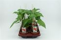 Afbeelding van Paprika Rood